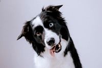 outtakes dogs laura-20