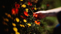 In The Poppies Movie Stills-4